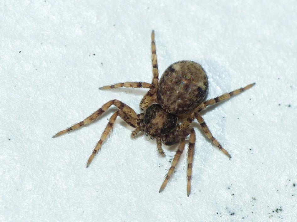 Giovane Philodromus sp. - Olbia